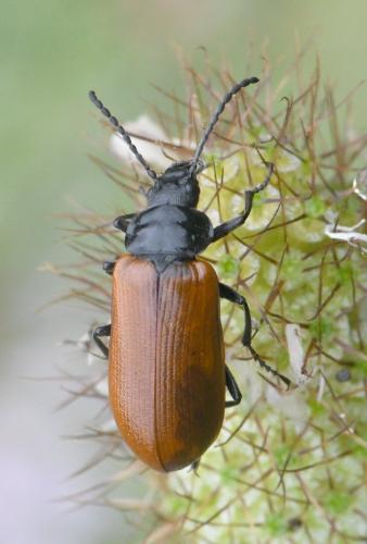 Réf. 261 306 : Omophlus sp.